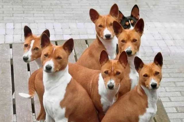 Basenji, the nickname the 'barkless dog'