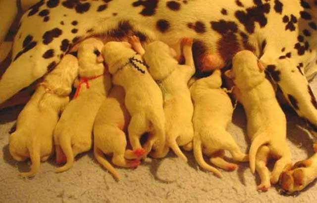 Dalmatians are pure white at birth