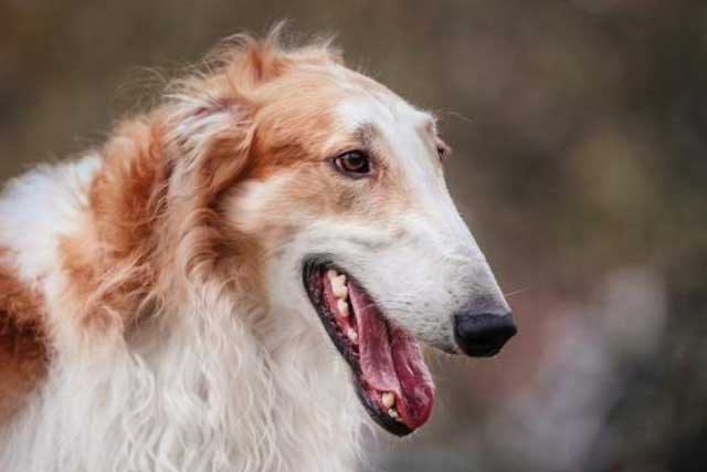 Long-nosed dogs are more likely to live in the heat than short-nosed breeds