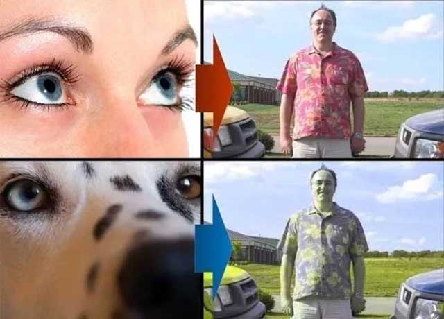 Dogs are actually color-blind but not totally color blind