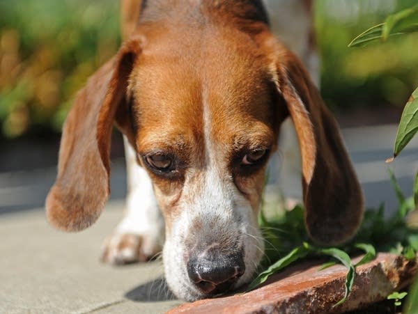 Dogs have an excellent sense of smell