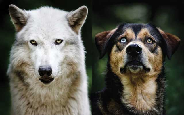 Dogs are a direct descendent of the gray wolf, Canis lupus