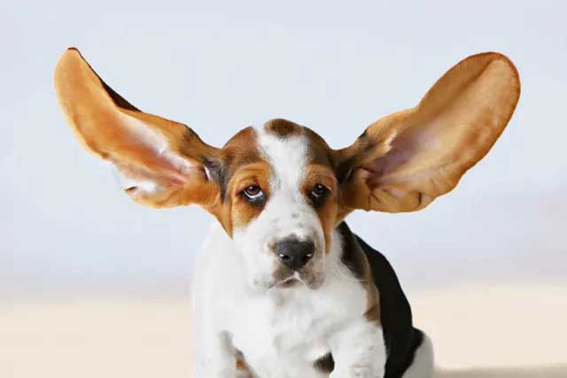 Dogs have around 18 muscles in EACH ear
