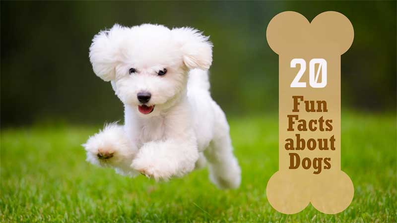 20 Facts About Dogs That Will Blow You Away
