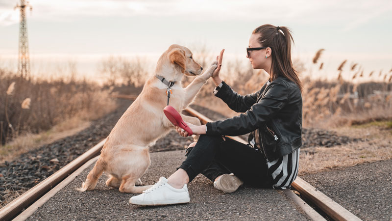 Here are the 7 Most Important Dog Command
