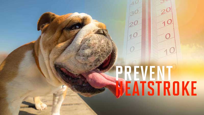 Dog Breeds Most Likely To Suffer From Heatstroke