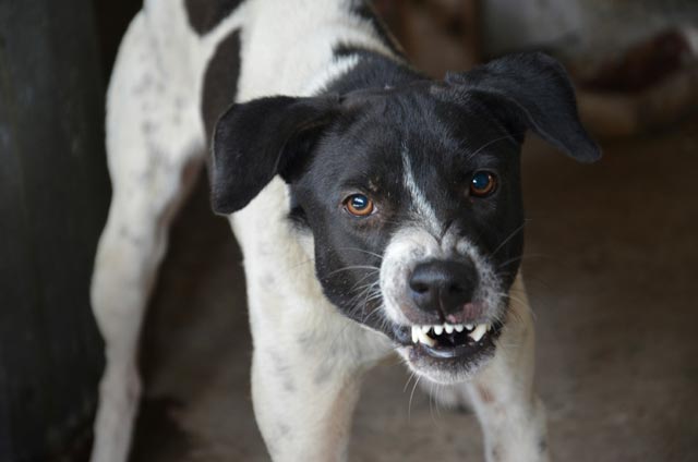 Dog Aggression