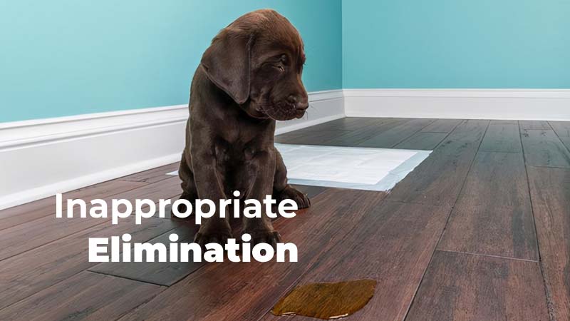 Addressing Inappropriate Elimination in Dogs