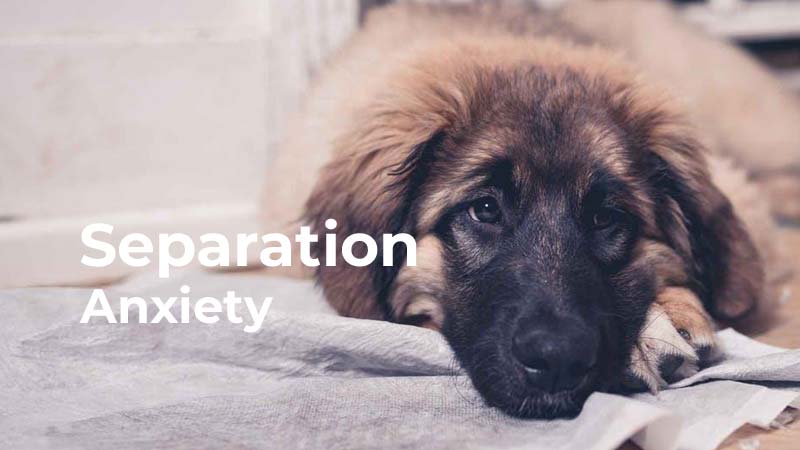 Understanding and Addressing Separation Anxiety in Dogs