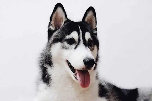 Alaskan Husky vs Siberian Husky: Which Is Better? Alaskan Husky