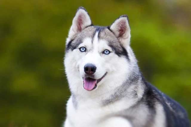 Alaskan Husky vs Siberian Husky: Which Is Better? Siberian Husky