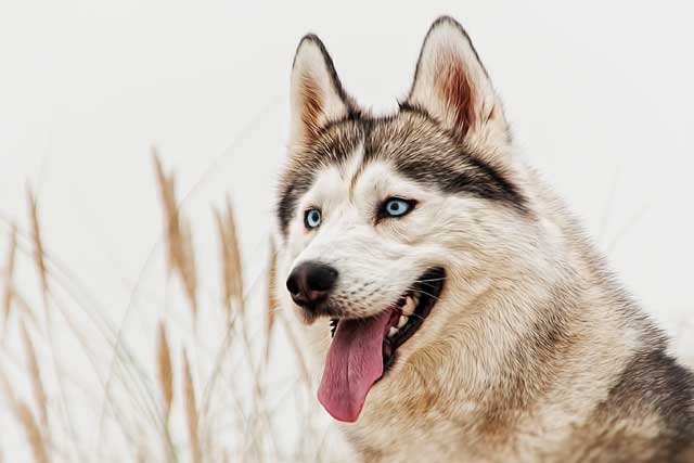 Alaskan Malamute vs Siberian Husky: Husky