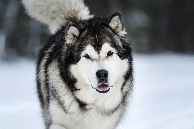 Alaskan Malamute vs Siberian Husky: Malamute