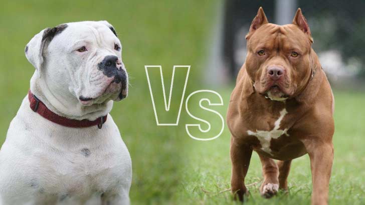 American Bulldog Vs Pit bull: Which is Stronger?