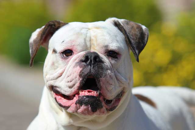 absoluteDOGS - 💡🐾🐶 SPOTLIGHT ON: Pit Bulls and Bully breeds 🐶🐾💡 Pit Bulls and Bully breeds are the descendants of the English Bulldog and were known for their exceptional work ethic and