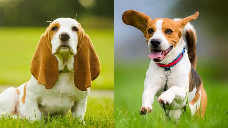 Basset Hound vs. Beagle: What's the Difference?