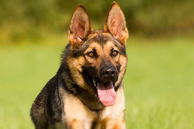 Belgian Malinois vs German Shepherd: Which Is Better? GSD