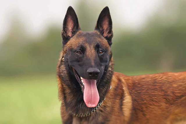 Belgian Malinois vs German Shepherd: Which Is Better? Malinois