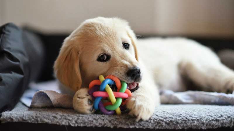 Benefits of Chew Toys for Dogs