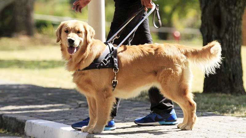 Benefits Of Keeping A Dog As Your Pet