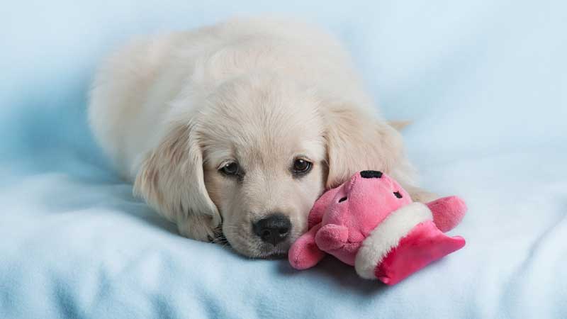 Best Chew Toys For Lab Puppies
