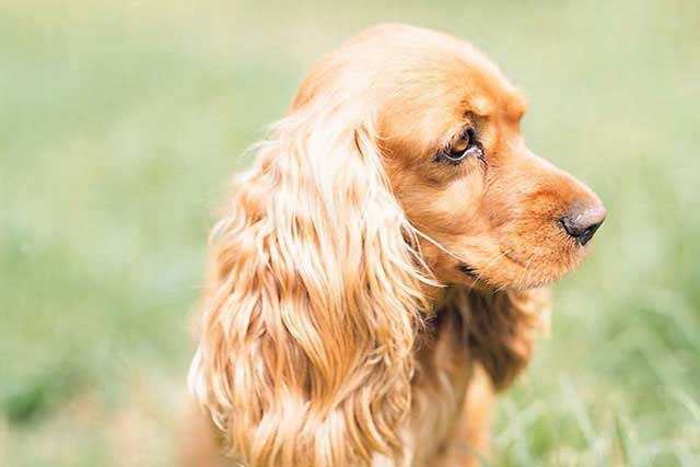 12 Best Dogs to Bring to Work: #10 English Cocker Spaniel