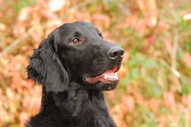 12 Best Dogs to Bring to Work: #11 Flat-coated Retreiver