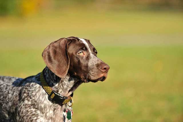 12 Best Dogs to Bring to Work: #8 German Shorthaired Pointer