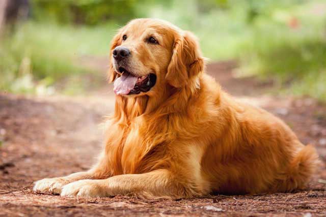 12 Best Dogs to Bring to Work: #2 Golden Retriever