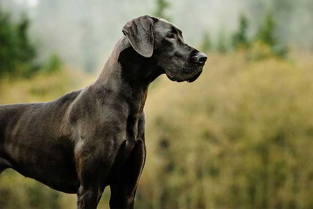 12 Best Dogs to Bring to Work: #6 Great Dane
