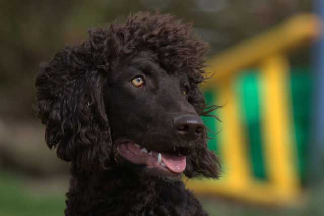 12 Best Dogs to Bring to Work: #12 Irish Water Spaniel