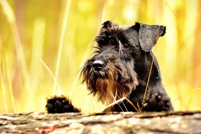 12 Best Dogs to Bring to Work: #9 Miniature Schnauzer