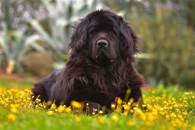 12 Best Dogs to Bring to Work: #4 Newfoundland
