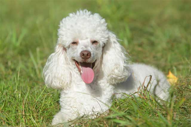 12 Best Dogs to Bring to Work: #3 Poodle