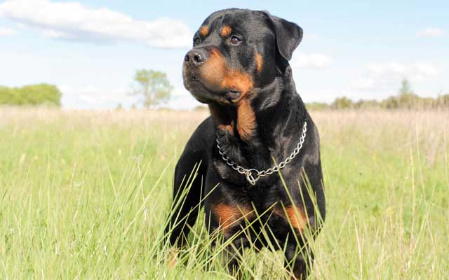 12 Best Dogs to Bring to Work: #5 Rottweiler