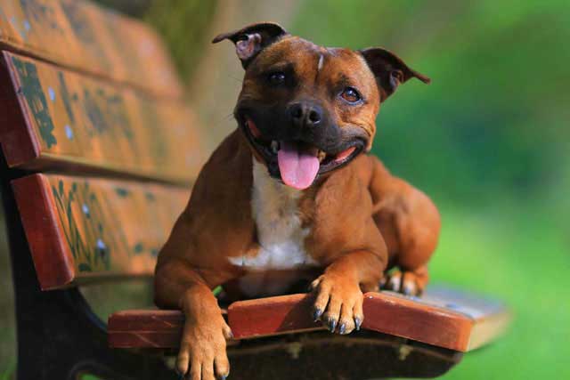 12 Best Dogs to Bring to Work: #7 Staffordshire Bull Terrier