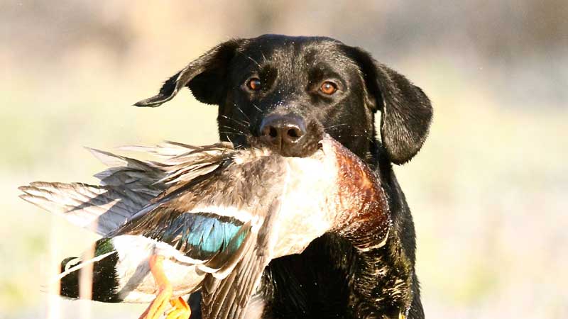 Dog Breeds That Make The Best Hunting Companions