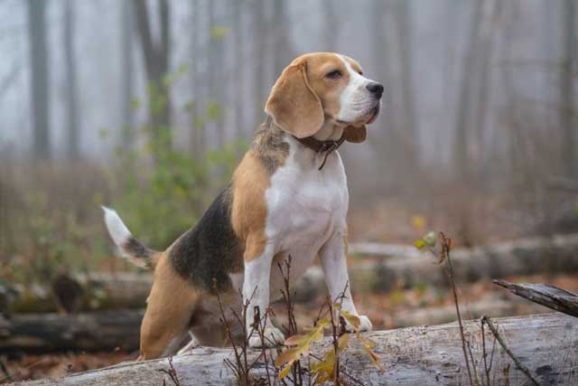 Beagle