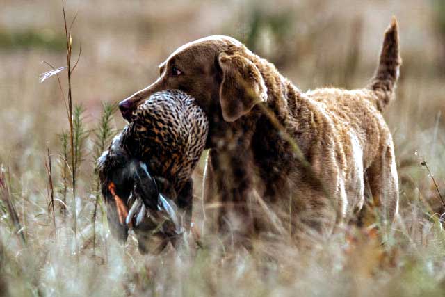 Chesapeake Bay Retriever