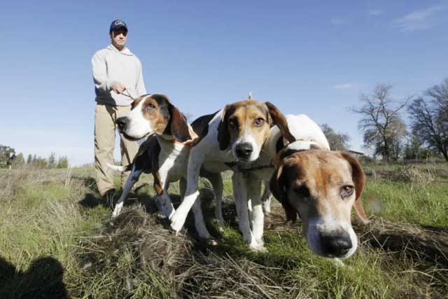 American Foxhound