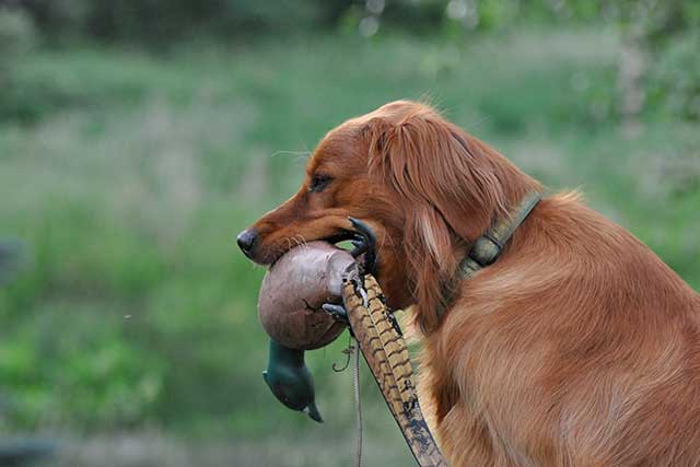 Golden Retriever