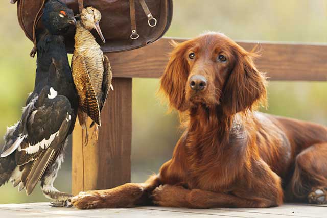 Irish Setter