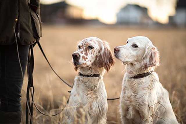 English Setter