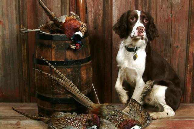 English Springer Spaniel