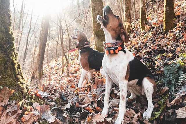 Treeing Walker Hound