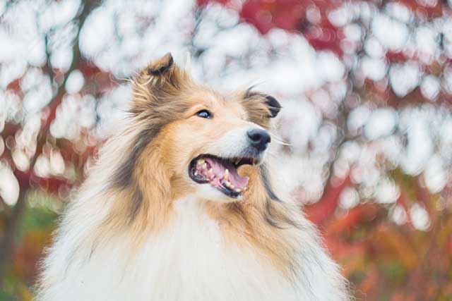 Rough Collie