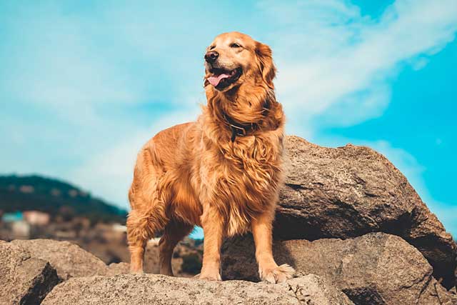 Golden Retriever