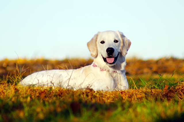 Labrador Retriever