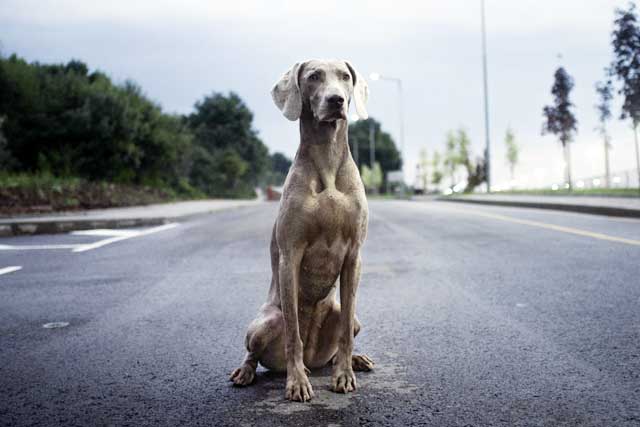 Weimaraner