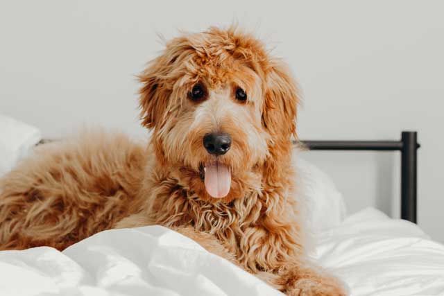 Goldendoodle